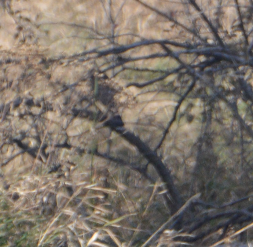 Cooper's Hawk - ML272413511