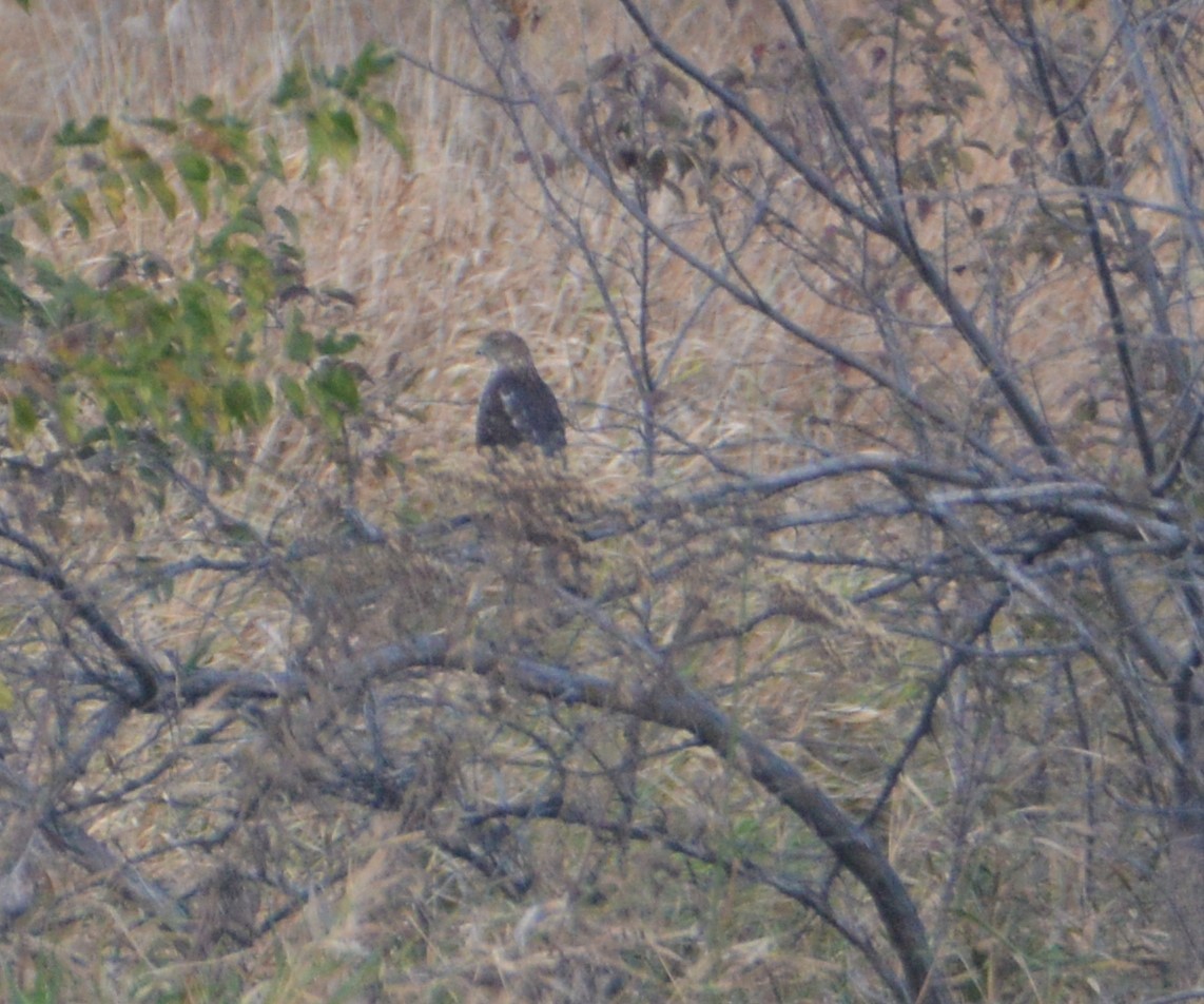 Cooper's Hawk - ML272413531