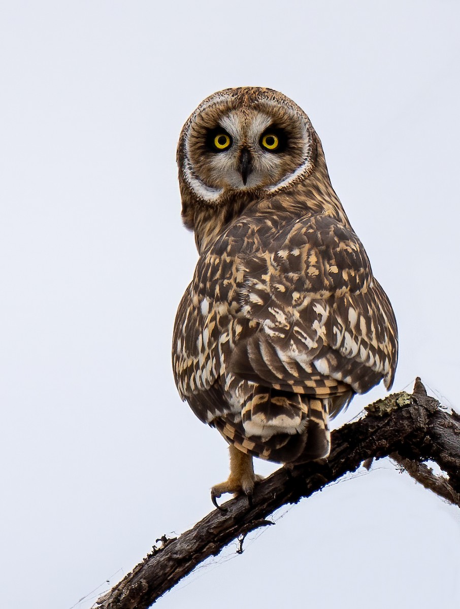 Short-eared Owl - Robert Hollyer