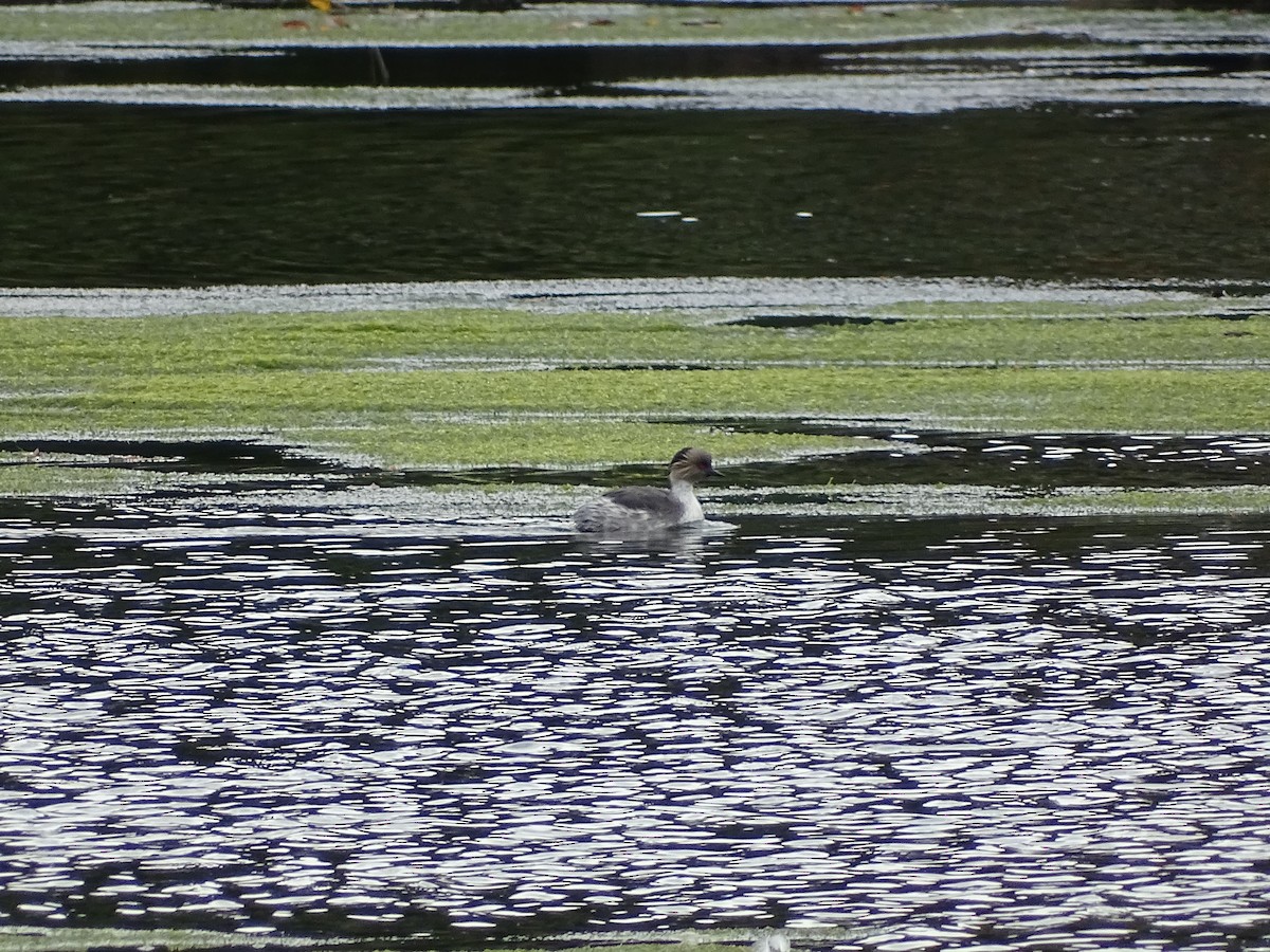 Silvery Grebe - ML272414461