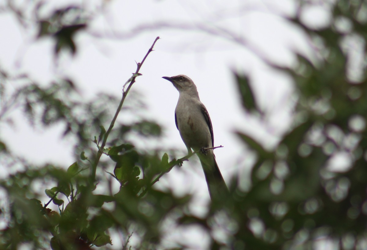 Tropical Mockingbird (Southern) - Gumercindo  Pimentel