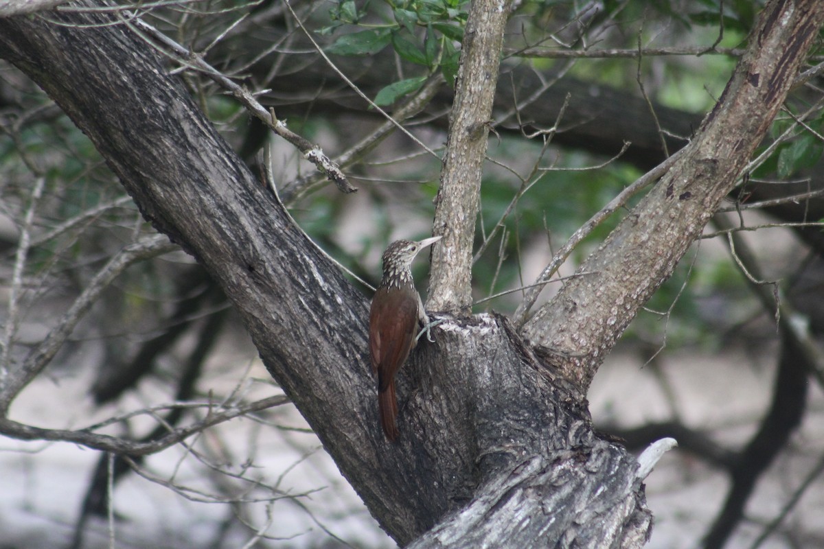 Straight-billed Woodcreeper - Gumercindo  Pimentel