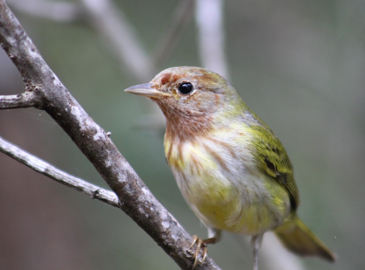 Yellow Warbler (Mangrove) - Gumercindo Pimentel