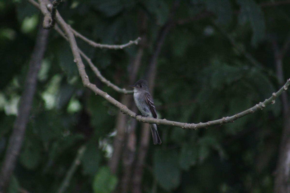 Eastern Wood-Pewee - Gumercindo  Pimentel