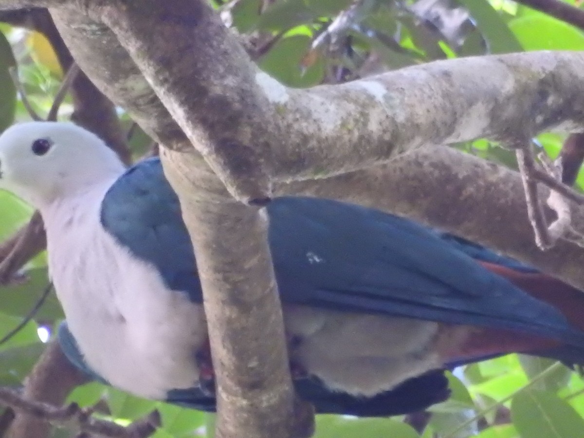 Тихоокеанский плодовый голубь - ML272418661