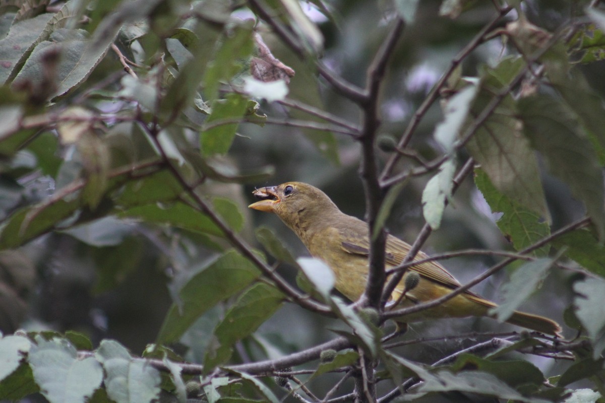 Summer Tanager - Gumercindo  Pimentel