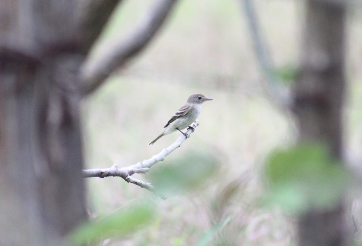 Willow Flycatcher - Gumercindo  Pimentel