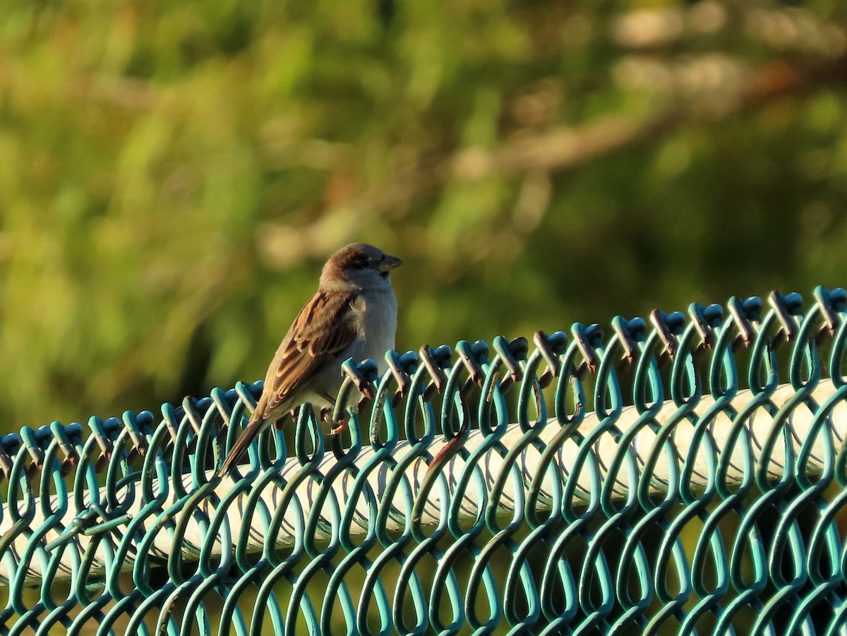 Moineau domestique - ML272420721