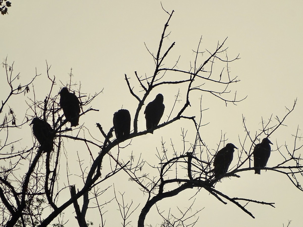 Black Vulture - ML272421031