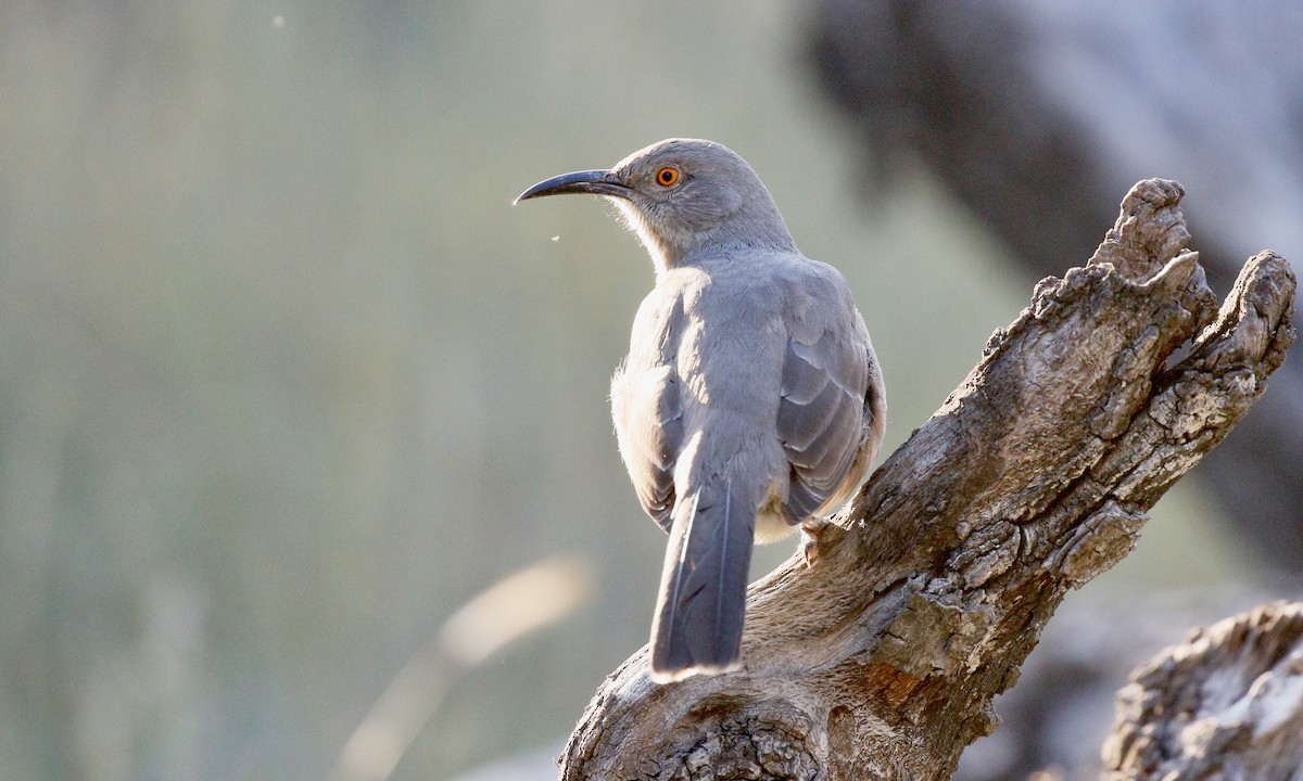 Curve-billed Thrasher (curvirostre Group) - Aaron Boone