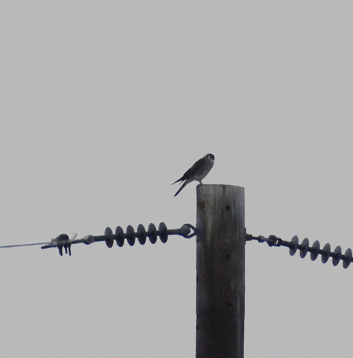 American Kestrel - ML272421941