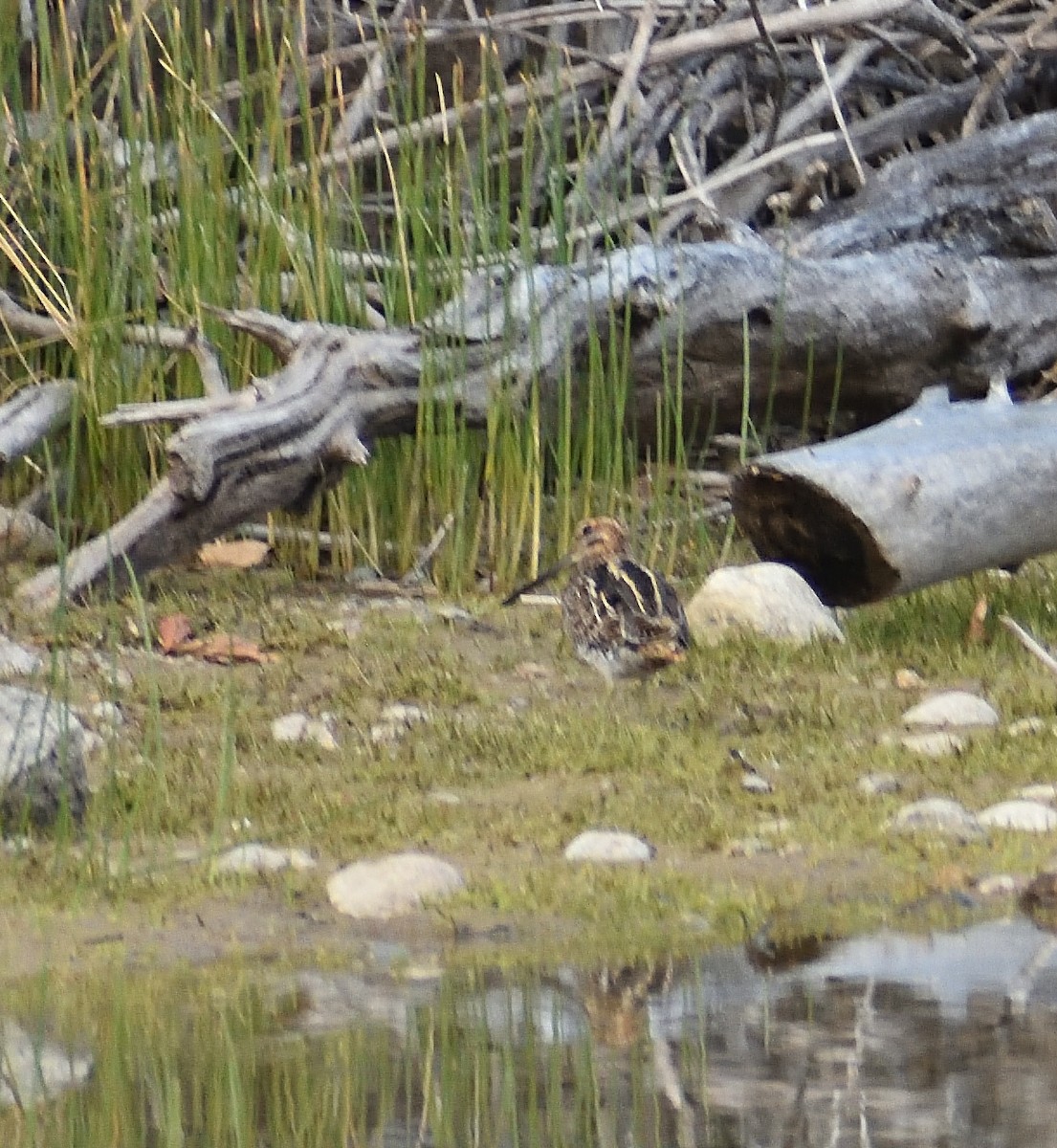 Wilson's Snipe - ML272422091