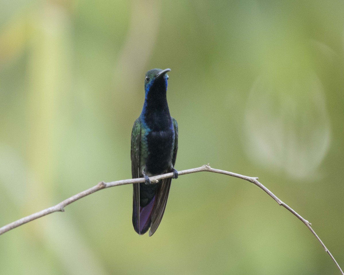 Black-throated Mango - ML272423121