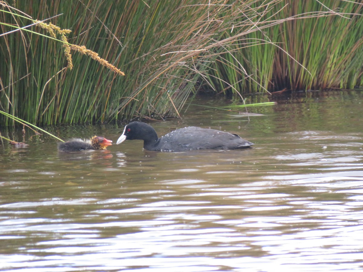 Eurasian Coot - ML272423881