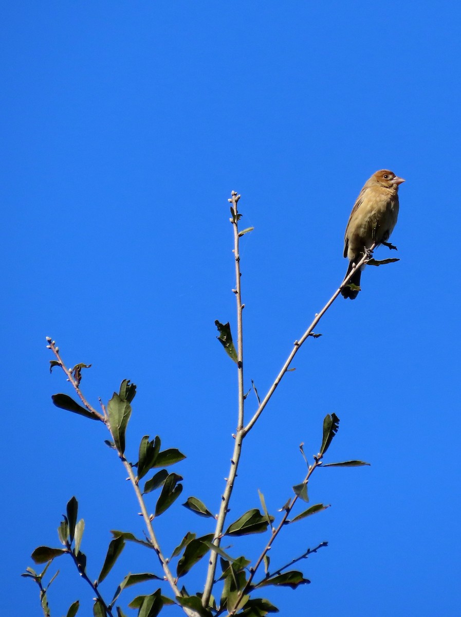 Indigo Bunting - ML272424001