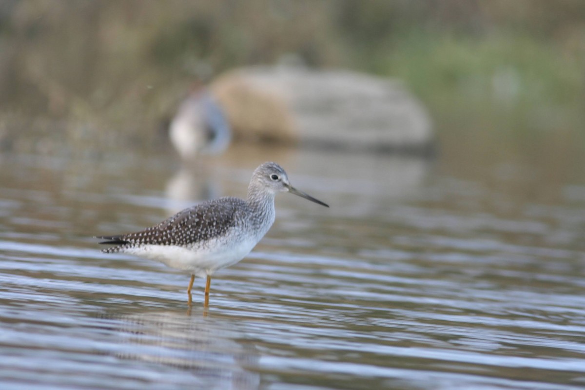 Greater Yellowlegs - ML272428711