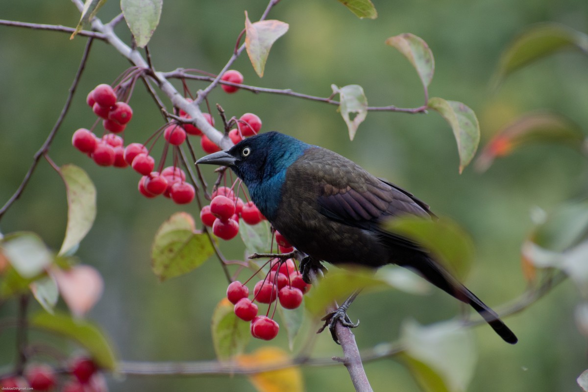 Common Grackle - ML272428921