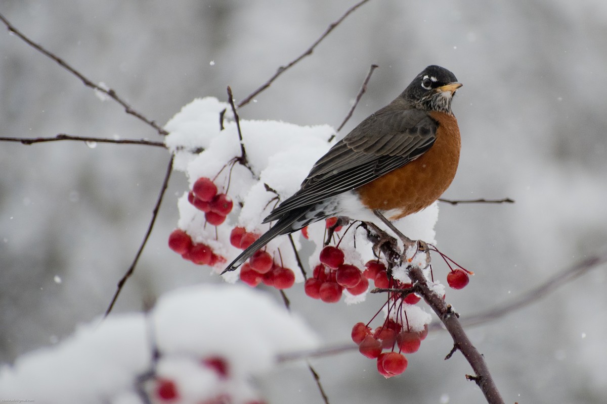 American Robin - ML272429271