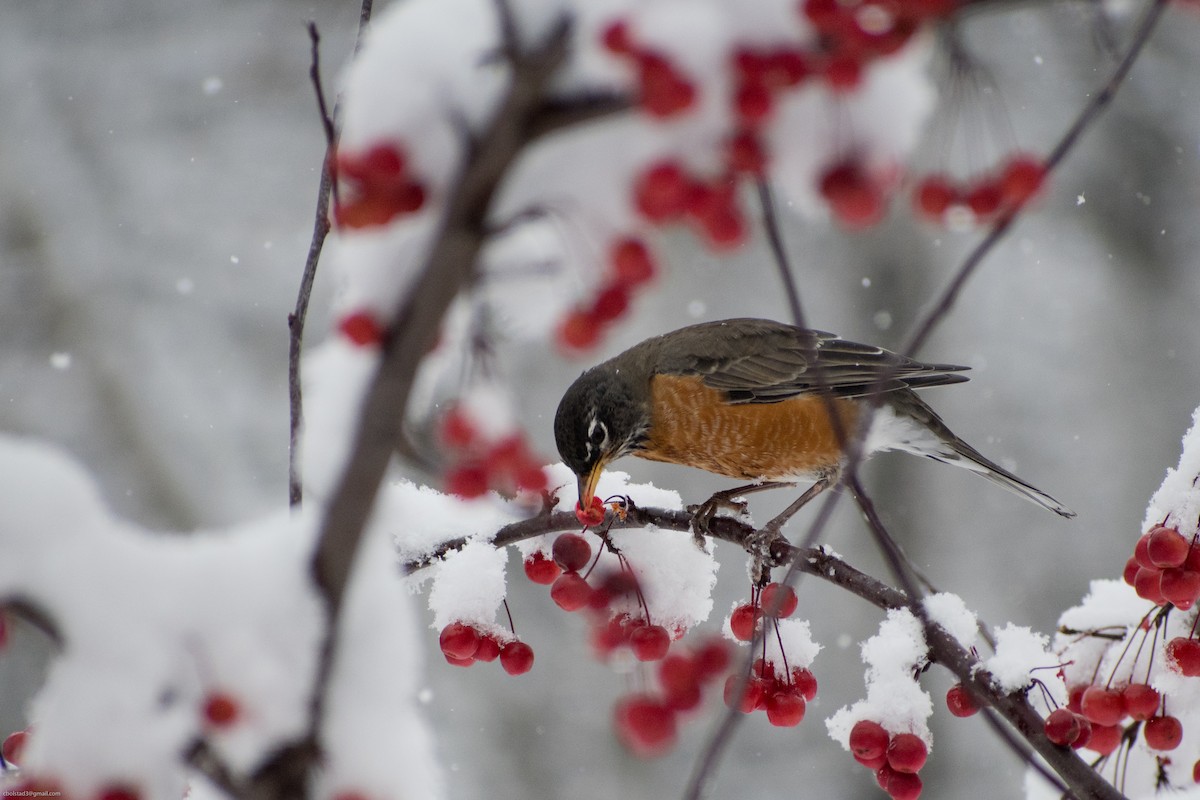 American Robin - ML272429281