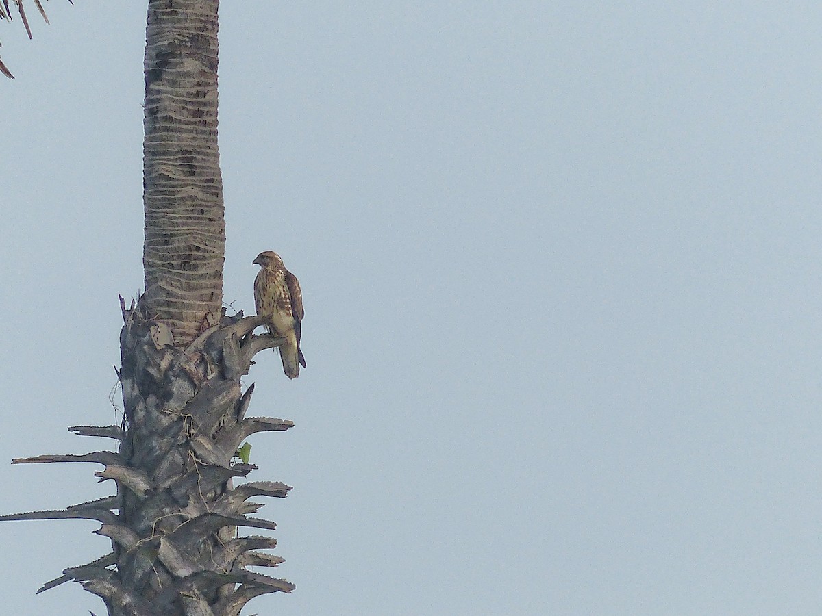 Common Buzzard - ML272430761