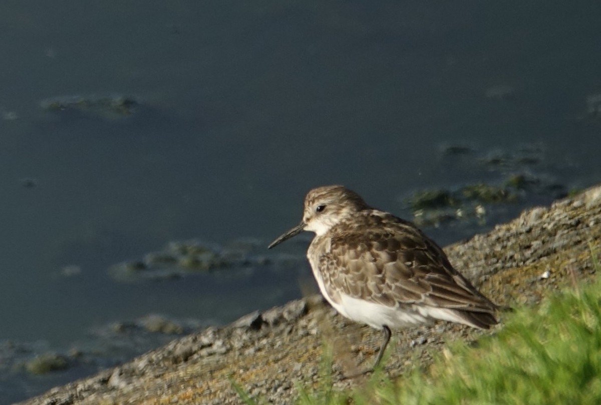 White-rumped Sandpiper - ML272432451