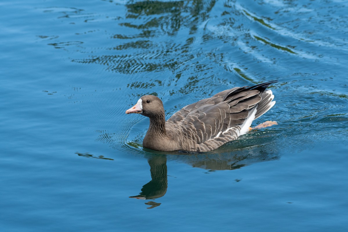Greater White-fronted Goose - ML272432641