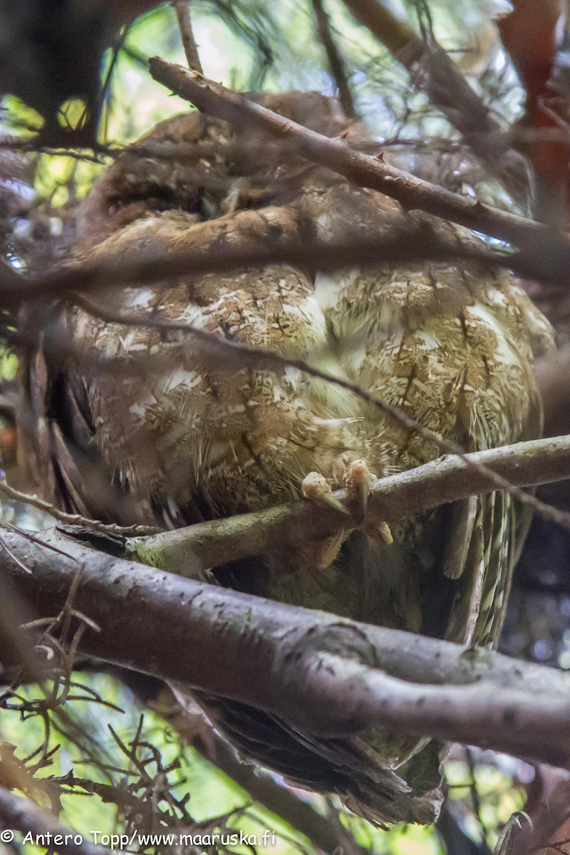 Madagascar Scops-Owl (Rainforest) - ML27243371