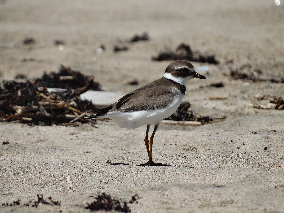 Semipalmated Plover - ML272433781