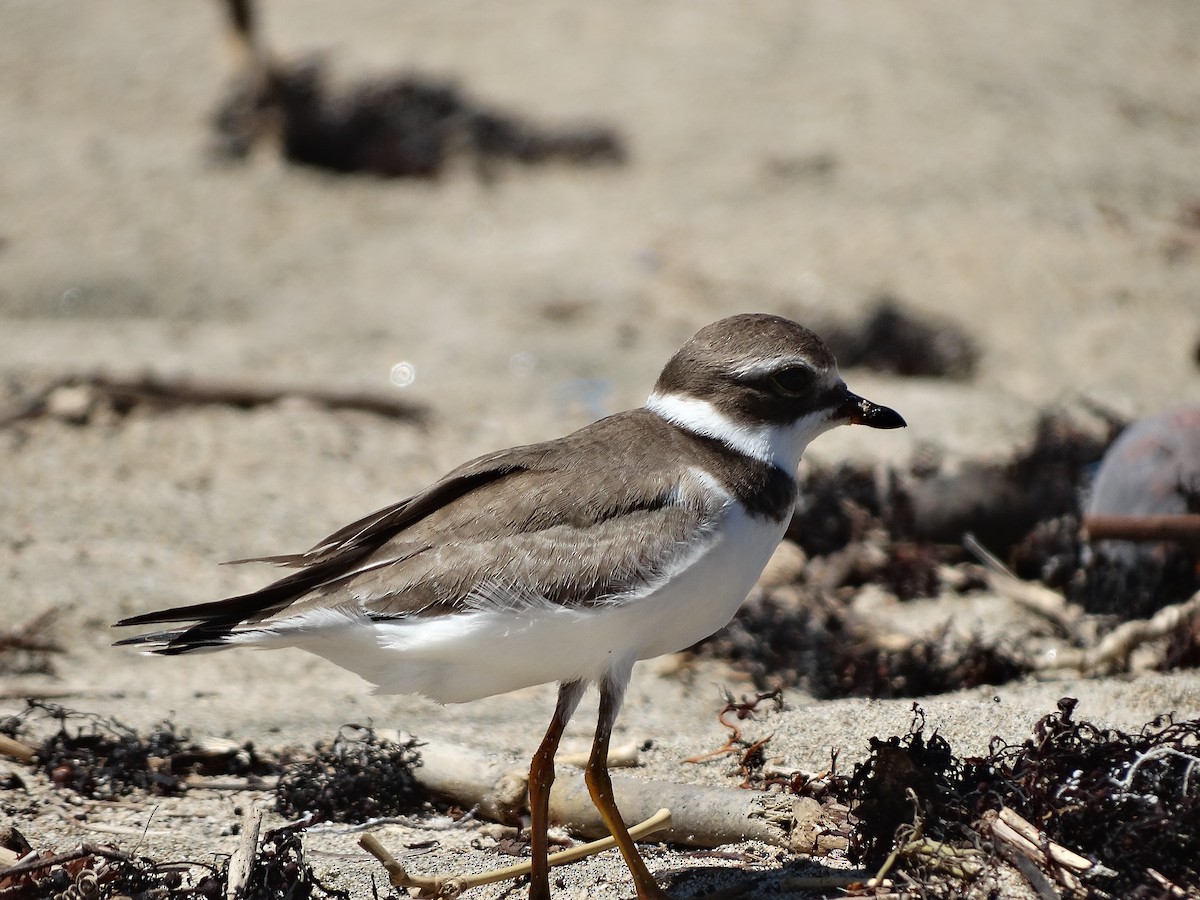 Semipalmated Plover - ML272433851
