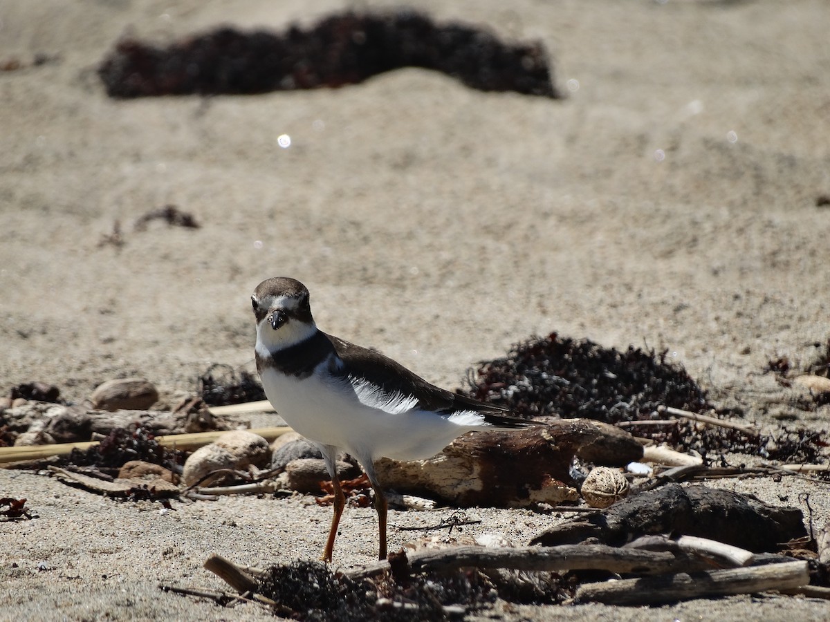 Semipalmated Plover - ML272433971