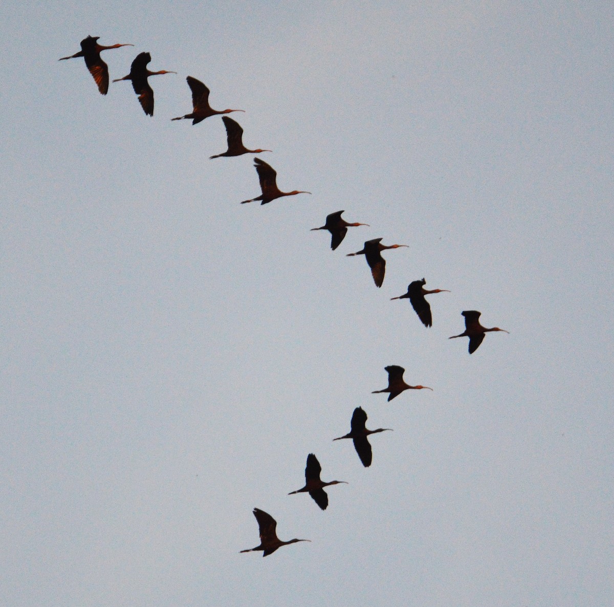 Glossy/White-faced Ibis - ML272434071