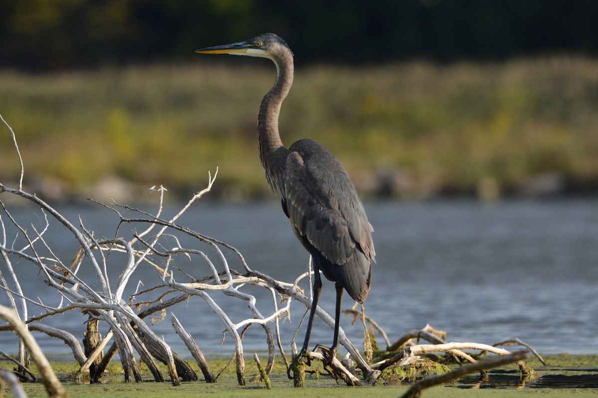 Great Blue Heron - Kimberly Hill Grundman