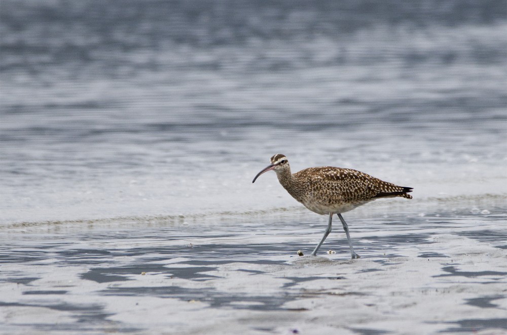 Whimbrel - ML272434321