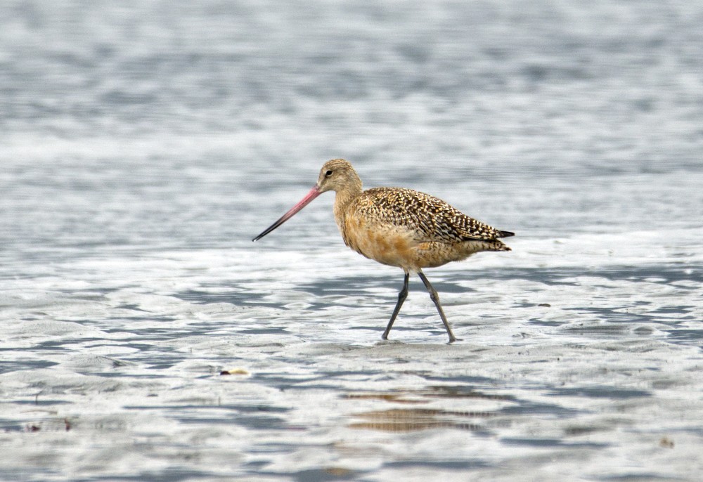 Marbled Godwit - ML272434491