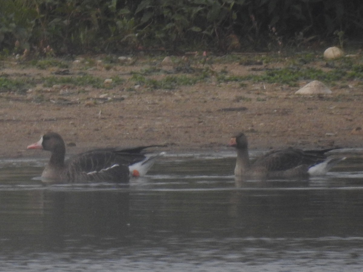 Greater White-fronted Goose - ML272436481