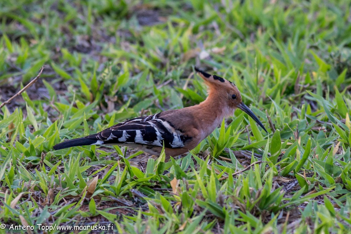 Madagascar Hoopoe - ML27243871