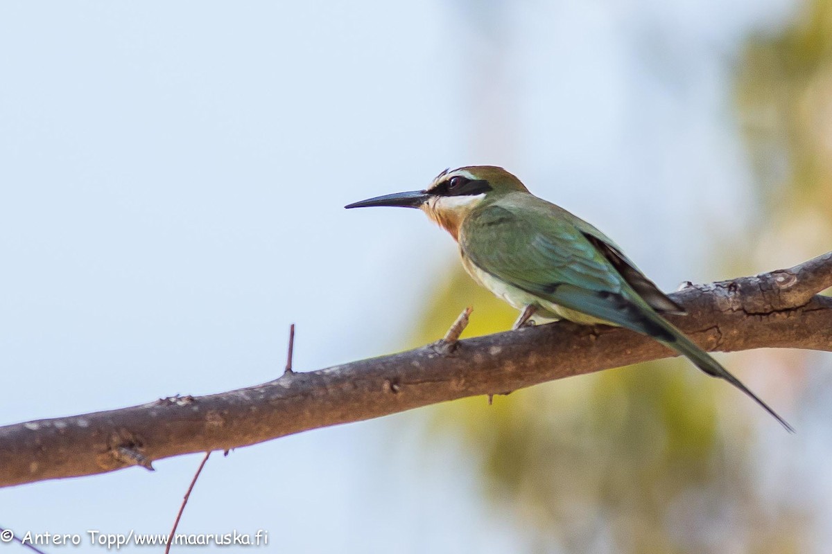 Madagascar Bee-eater - ML27243881