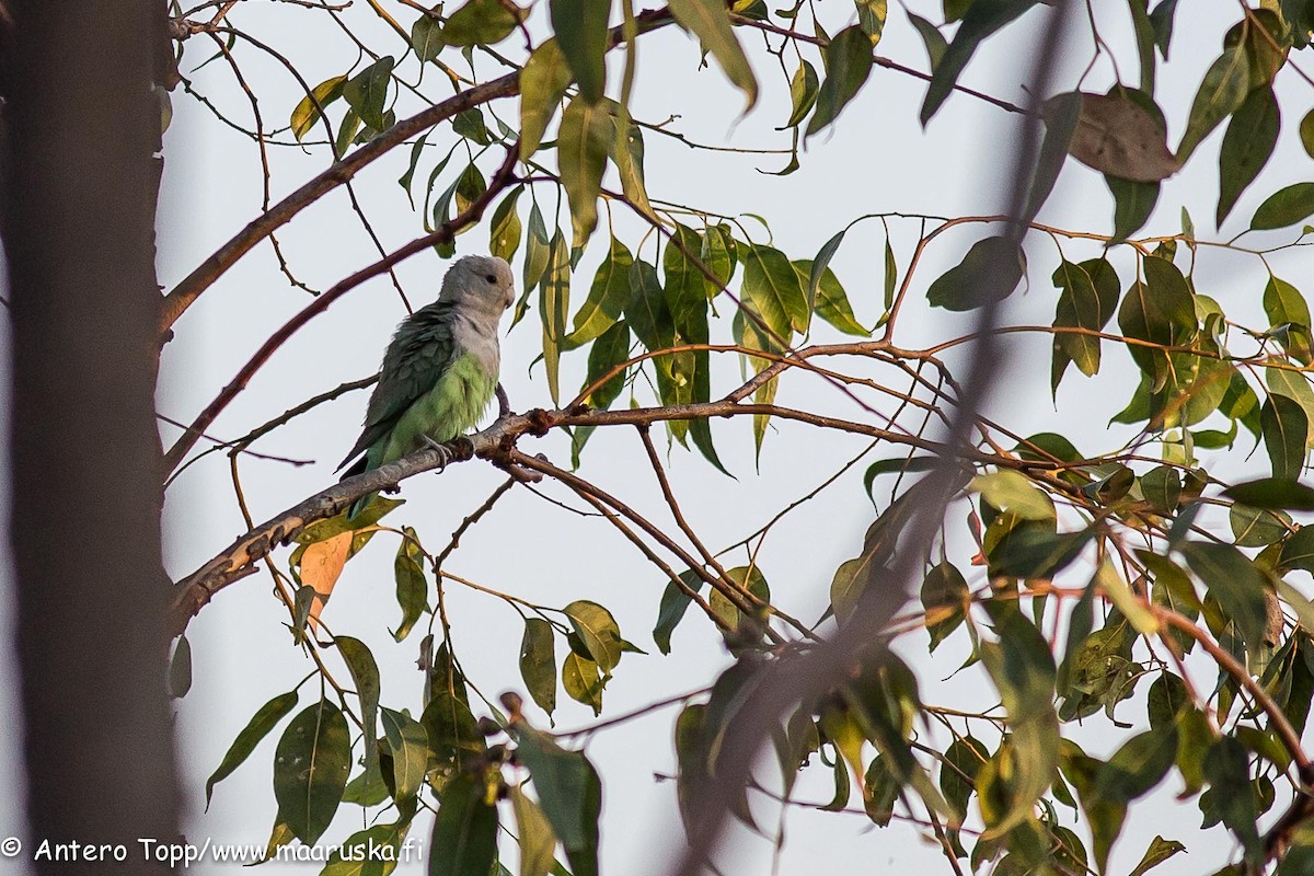 Gray-headed Lovebird - ML27243901