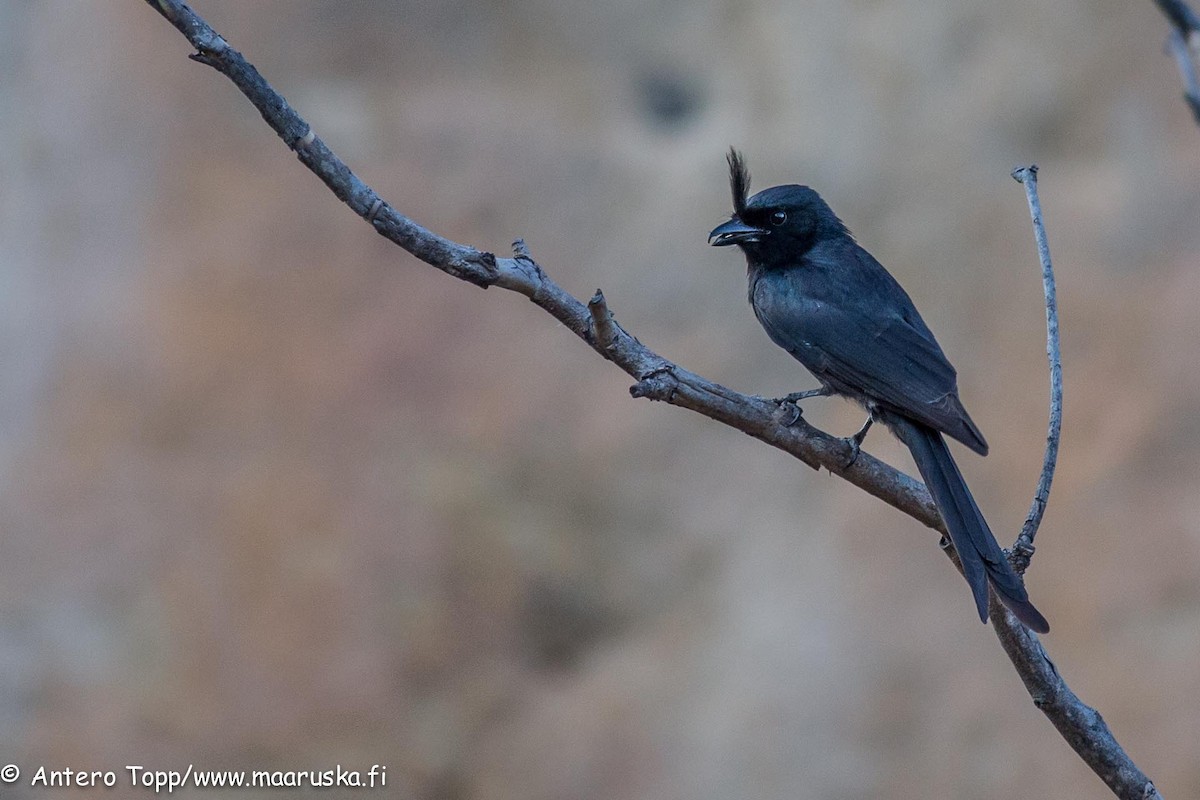 Crested Drongo - ML27243941