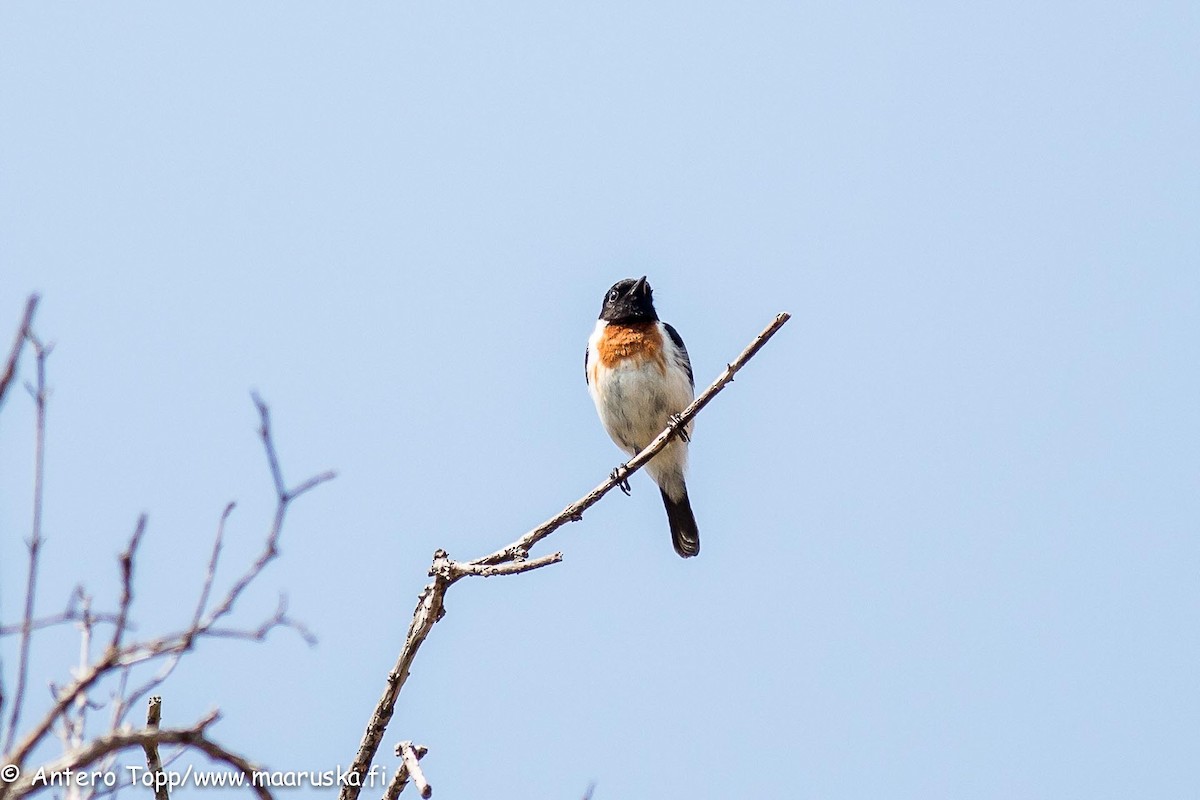 African Stonechat (Madagascar) - ML27243991