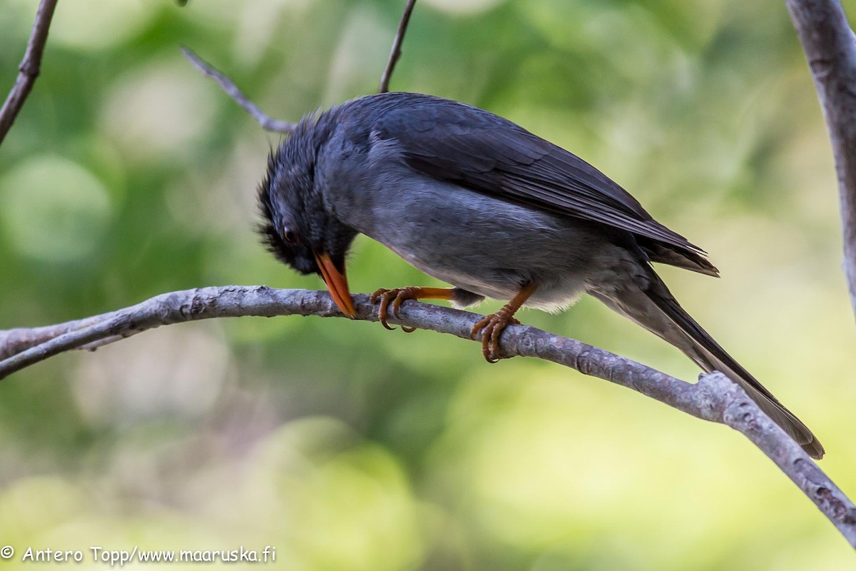 Malagasy Bulbul - ML27244021