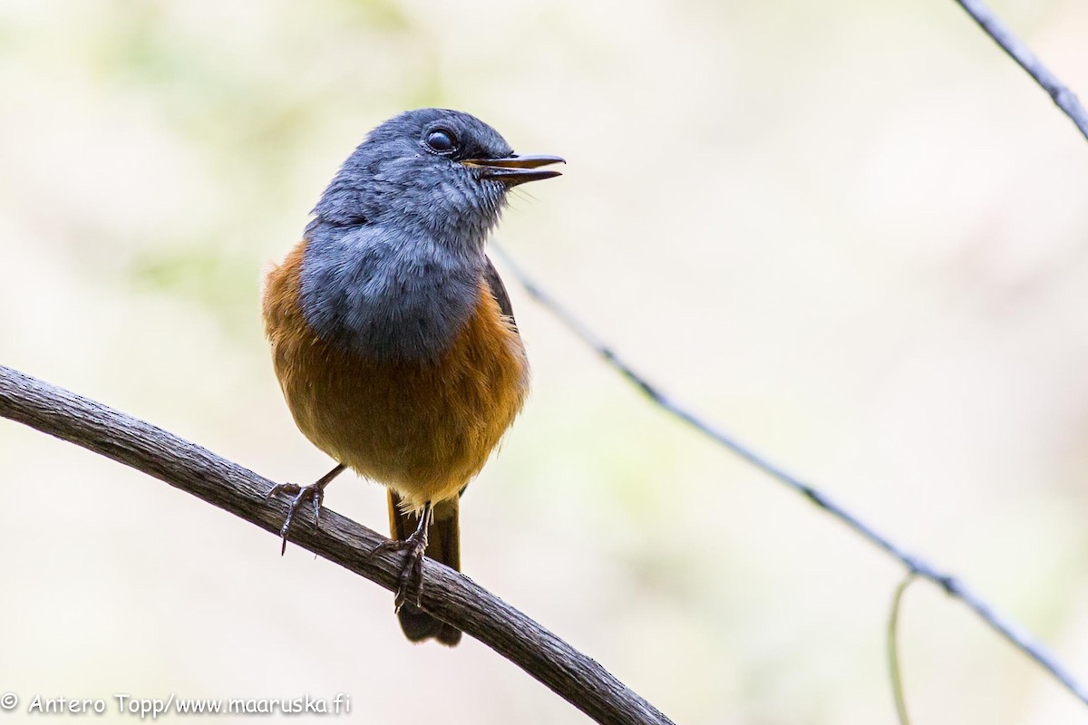 Forest Rock-Thrush (Benson's) - ML27244031