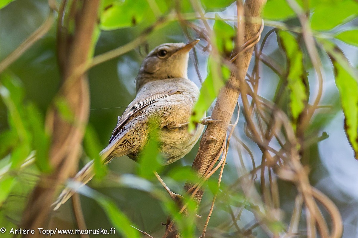 Malagasy Brush-Warbler (Malagasy) - ML27244061