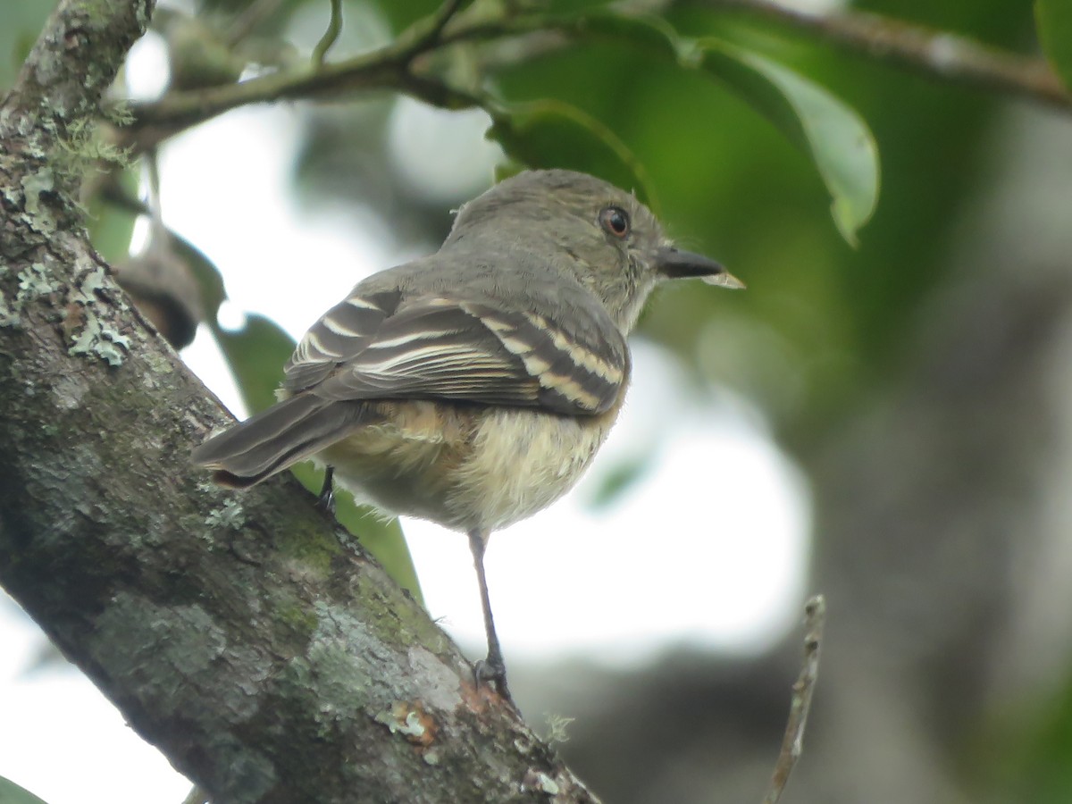 Rufous-tailed Tyrant - ML272444711