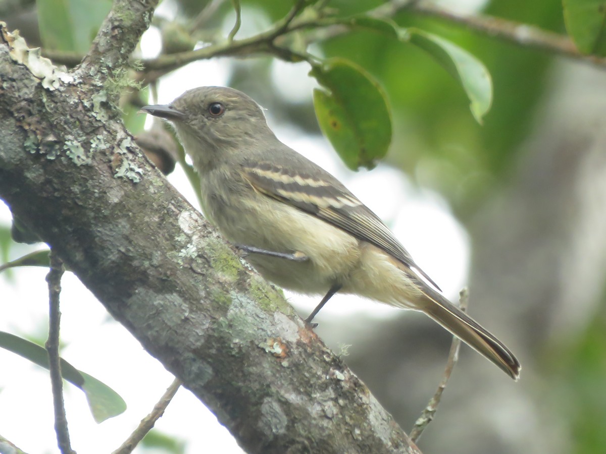 Rufous-tailed Tyrant - ML272444841