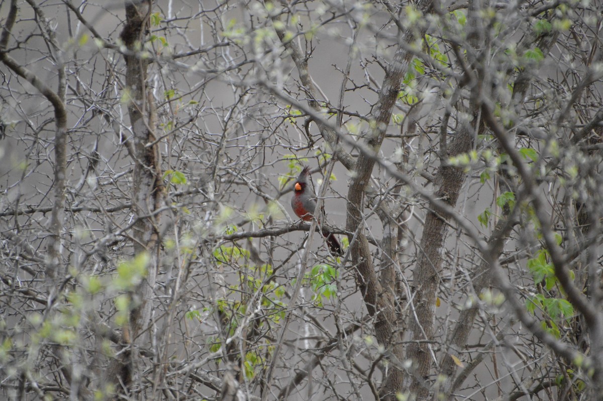 Pyrrhuloxia - Kimberly Hill Grundman