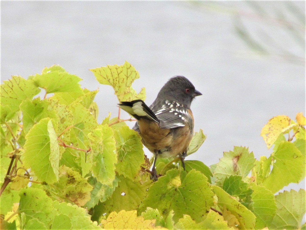 Spotted Towhee - ML272446461