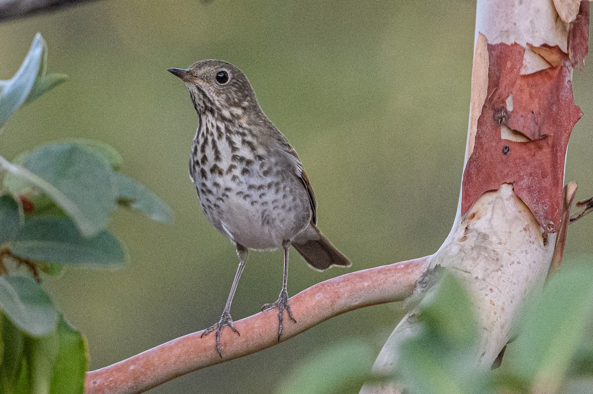 Hermit Thrush - ML272447311