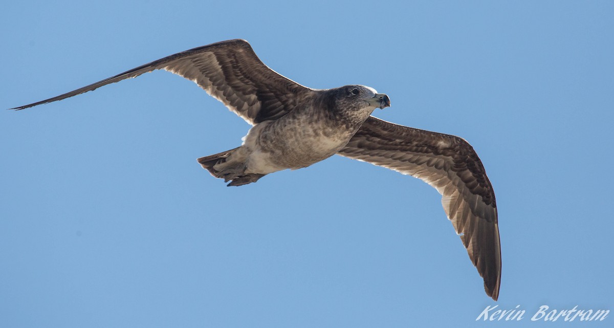 Pacific Gull - ML272448011