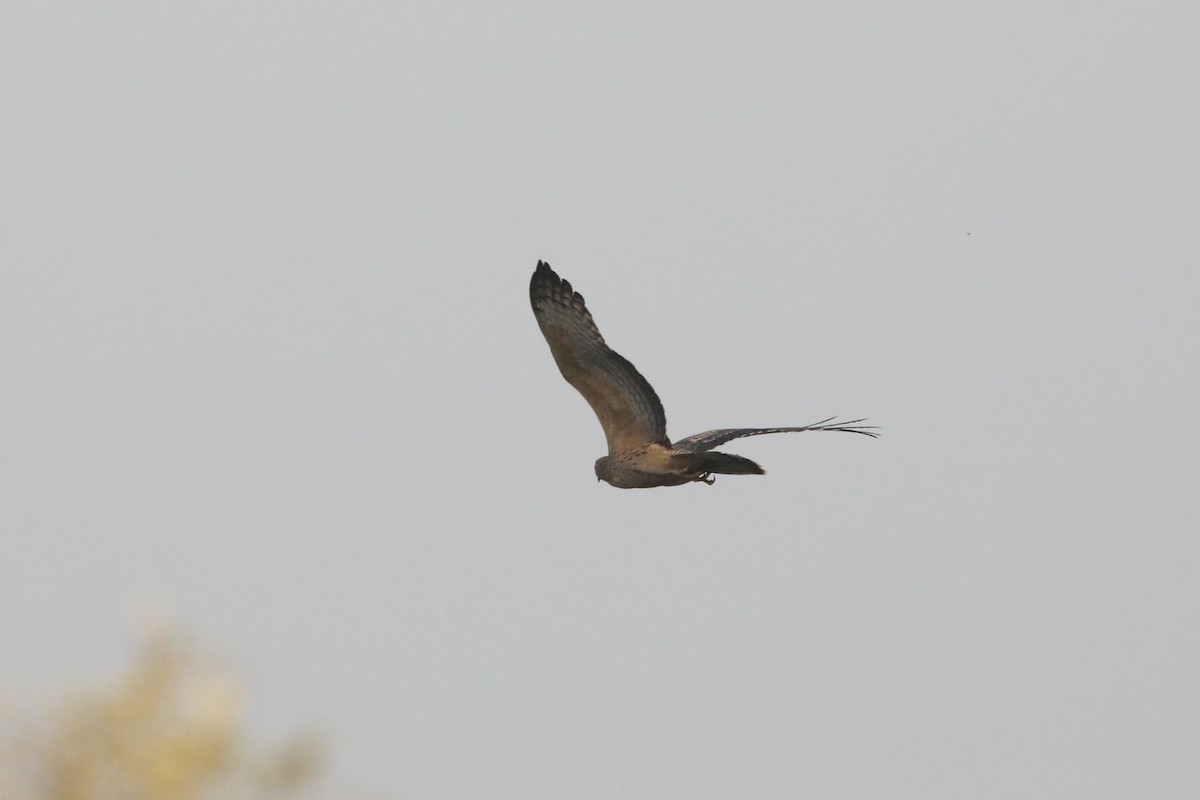 Oriental Honey-buzzard - ML272450171